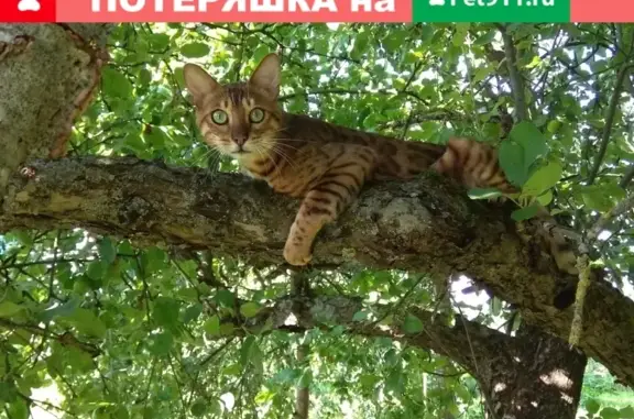 Пропал кот-бенгал в Новой Усмани, помогите найти!