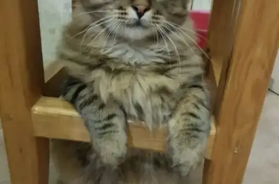 Потерянные животные СНТ № 131 Геодезист, фото: Пропал кот в Солнечном СНТ Геодезист, Чита