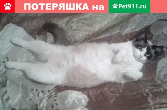 Кошки потеряшки, Тюмень, фото: Потеряшка кошка на ул. Огарёва 3, р-н ЖД вокзала в Тюмени