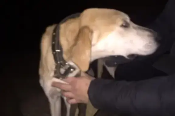 Найдена собака в Левино, ищет хозяина