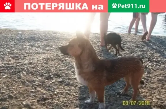 Пропала собака Тошик на Машгородке, Челябинская область