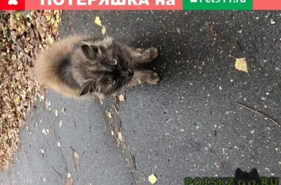 Найдена ласковая кошка с ошейником в Лукино