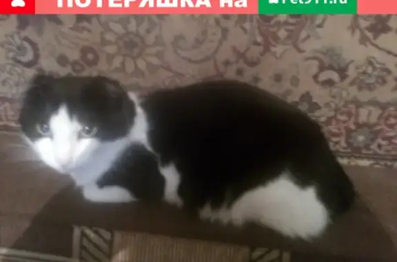 Пропала кошка в Кинеле, Самарская область