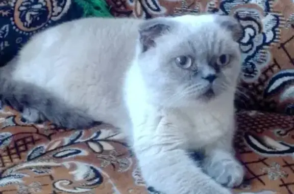 Найдена кошка на пр.Гагарина 14, Севастополь