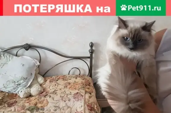 Найдена кошка на ул. Советская 81