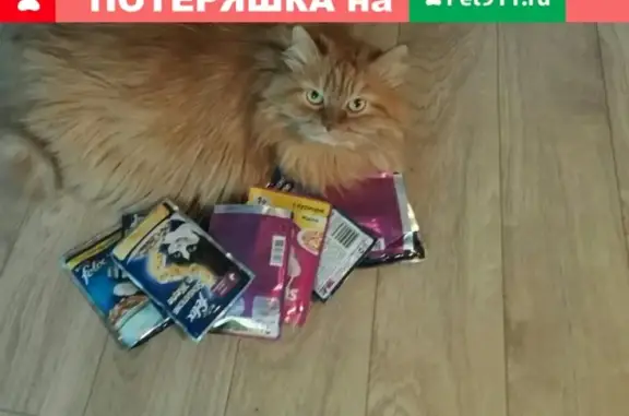 Пропала кошка в Челябинске, украдена из автомобиля.