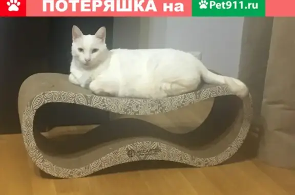 Пропала кошка Пиксель на Ельнинской, 20к1