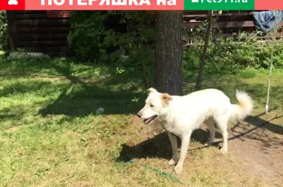 Найдена собака в Гатчинском районе, мальчик метис БШО с ранами и ошейником.