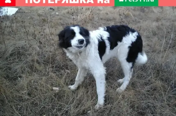 Найдена собака в Большей Глушице, Самарская область