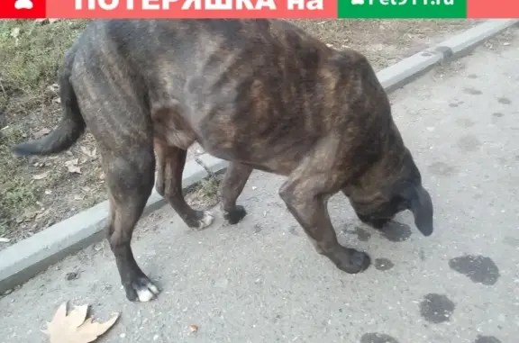Собака на ул. Тургенева, 134, Краснодар.