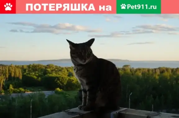 Кошки потеряшки, Тольятти, фото: Потеряшка кот на Спортивной 6 в Тольятти