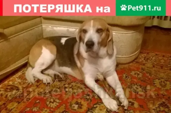 Пропал пес Блэк в Ордынском районе, Новосибирская область