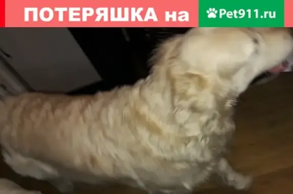 Собака найдена на ул. 9 Мая, 15 в Красноярске