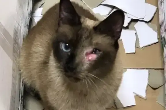 Найдена кошка с травмой глаза в Ростове-на-Дону