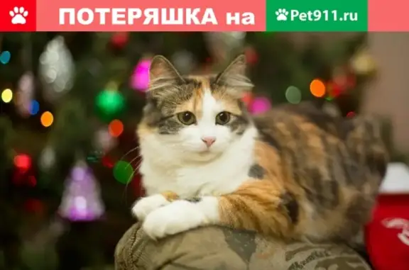 Пропала кошка на Шевченко, Смоленск