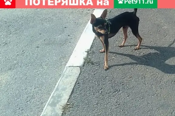 Пропала собака в Липецке, вознаграждение