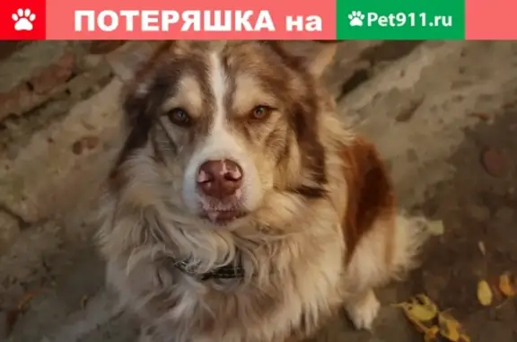 Пропала собака на Ошарской улице, Нижний Новгород