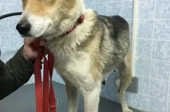 Найдена собака у Храма Христа Спасителя в Москве