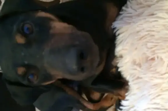 Собаки потеряшки, Липовка, фото: Потеряшка собака в Ольховском районе, Волгоградская область