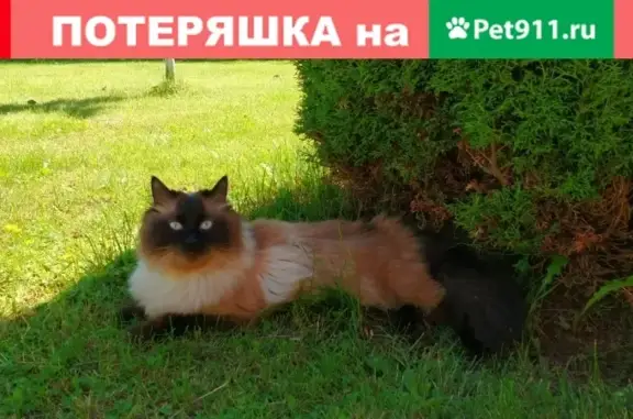 Пропала кошка в мкр. Северный, Боровичи, Новгородская область (35)