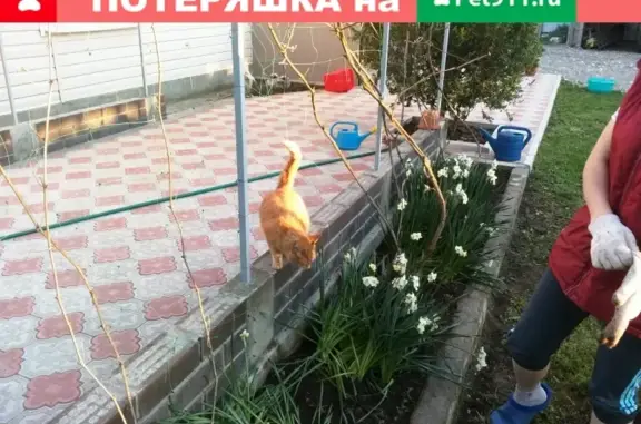 Кошки потеряшки, Ширванская Водокачка, фото: Потеряшка кошка Рыжий в Ширванской станице, Краснодарский край