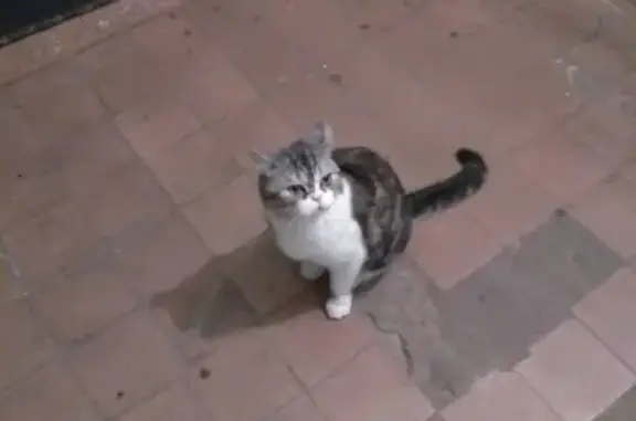 Найдена кошка на улице Безыменского 18а