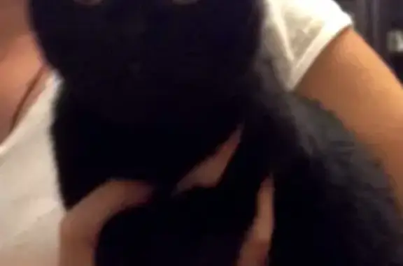 Найдена черная кошка в Южном Реутове