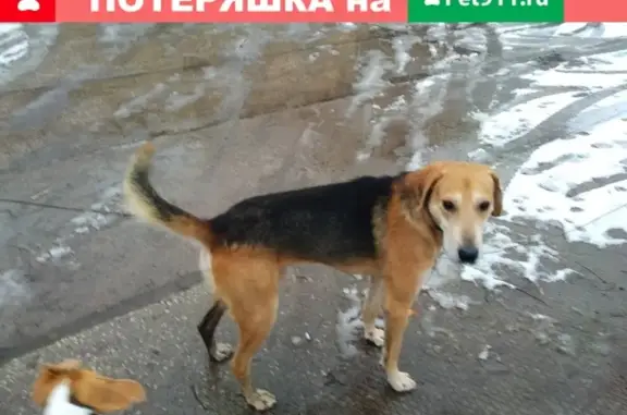 Найдена собака Русской гончей в Перми, район Нагорный.