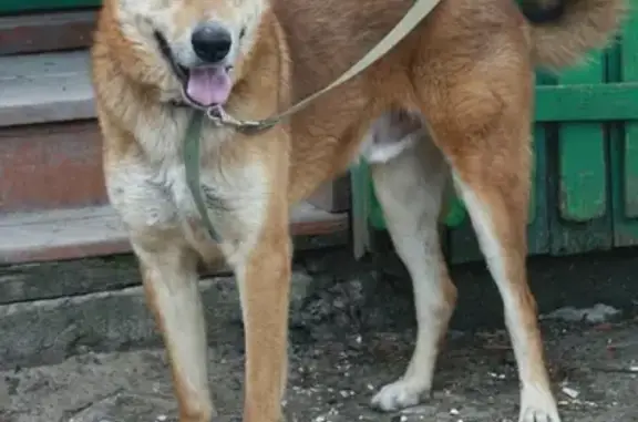 Пропала собака Боня в Ореховке, Самарская область!