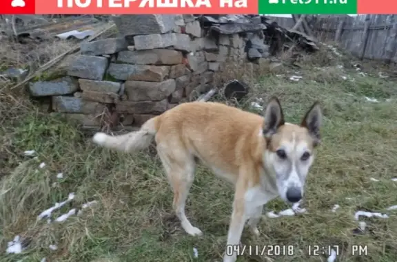 Найден рыжий пес в с. Тимино, Челябинская обл.
