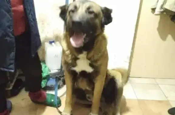 Найдена собака в Екатеринбурге, ВИЗ, ул. Крауля-Анри Барбюса