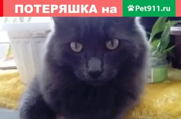 Пропала кошка Димка в Елабуге, Татарстан