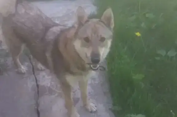 Пропала собака в Зеленограде, район деревни Андреевка, смесь дворняшки и овчарки.