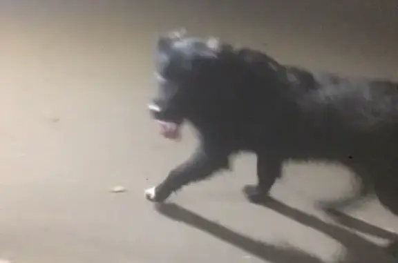Найдена собака на Весёлой улице в Орле