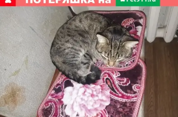 Найдена кошка на улице Ломоносова, 21