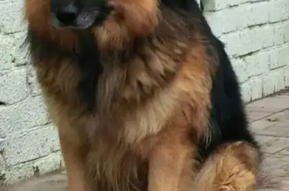 Собаки потеряшки, Тверь, фото: Потеряшка собака, район 