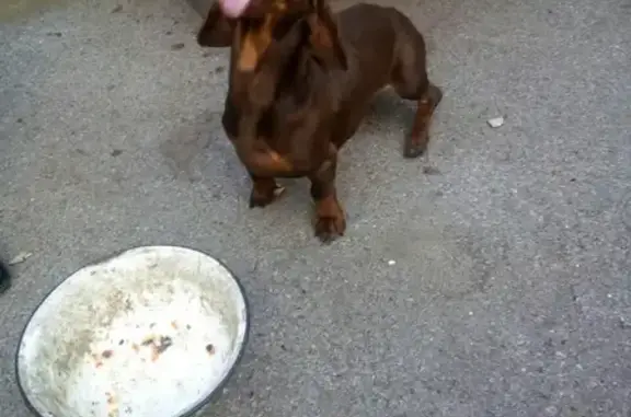 Найдена собака в Гуково, Ростовская область