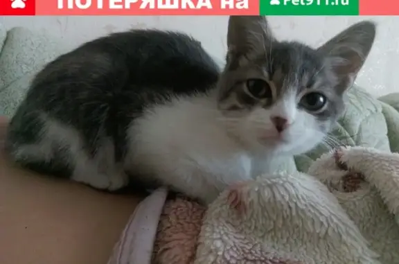 Пропала кошка на Нефтянке в Саратове