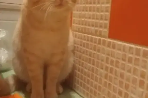 Найден рыжий кот на Медицинском 14 в Красноярске