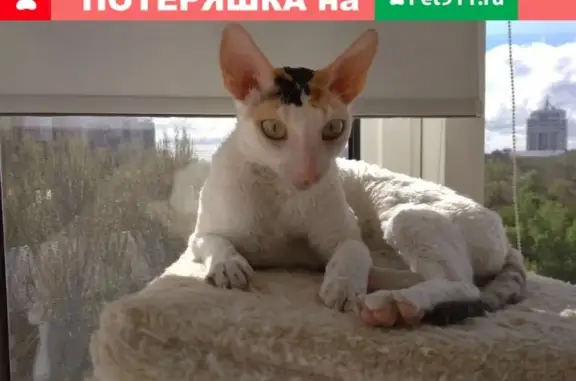Пропала кошка в Янтарном-Камышевахе, вознаграждение 15 000 рублей