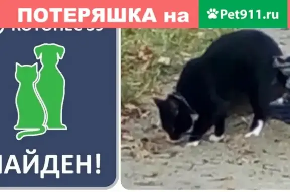 Найдена кошка возле Минусинской #НАЙДЕН_КОТОПЕС39
