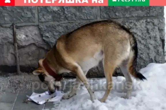 Найдена собака в Дзержинском районе с бордовым ошейником.