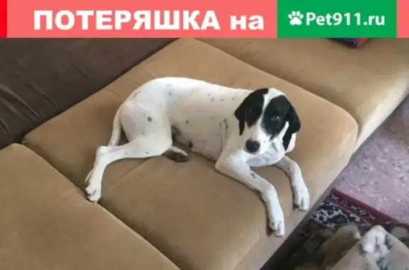 Найдена собака на ул. Лавочкина в Краснодаре