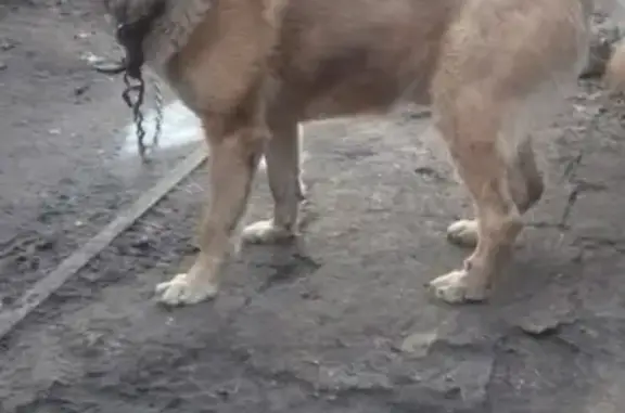 Пропала собака Цезарь в Туймазах, РБ