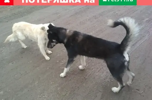 Найдена собака в Лабужском районе Оренбурга