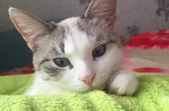 Пропала кошка в Астрахани, кличка Лися