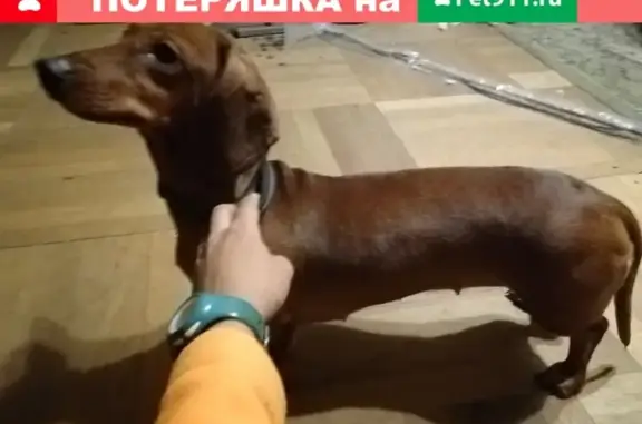 Найдена собака в СПб, Калининский район: ул. Софьи Ковалевской, 13к1