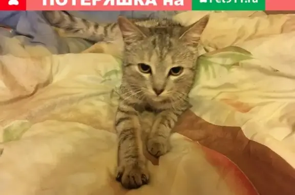 Найдена кошка на улице Шагова