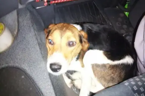 Найдена собака на трассе 10 км от Занулье