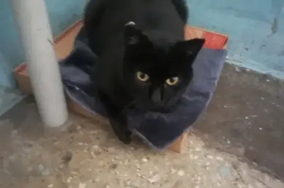 Найдена домашняя черная кошка, Барнаул, ул. Островского 17А